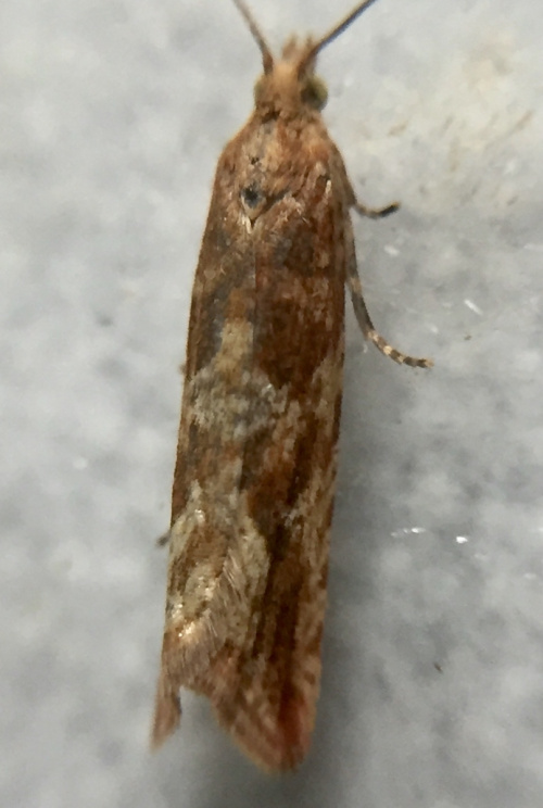 Species image