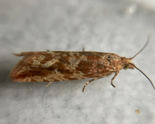 Species image