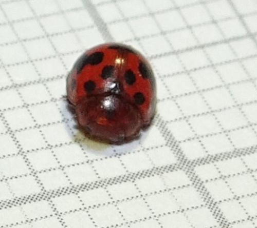 Amazon.com: Yellow Door-YUS1027 Ladybug Counting Stones, Set