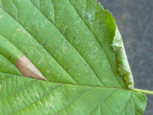 Photo of the association