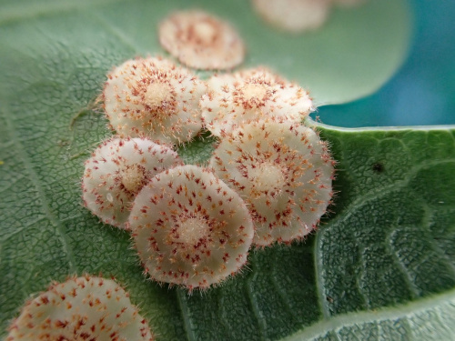 Photo of the association