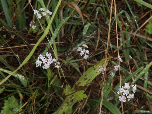 Upright Hedge-parsley | NatureSpot