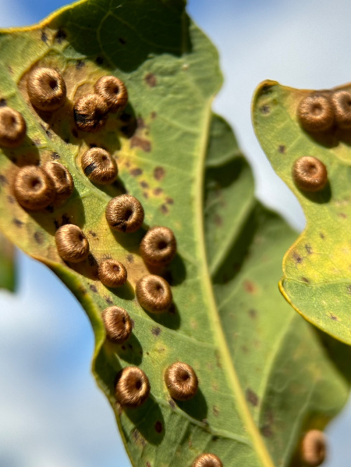 Photo of the association