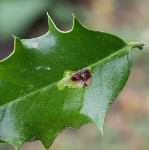 Holly leaf miner Phytomyza ilicis