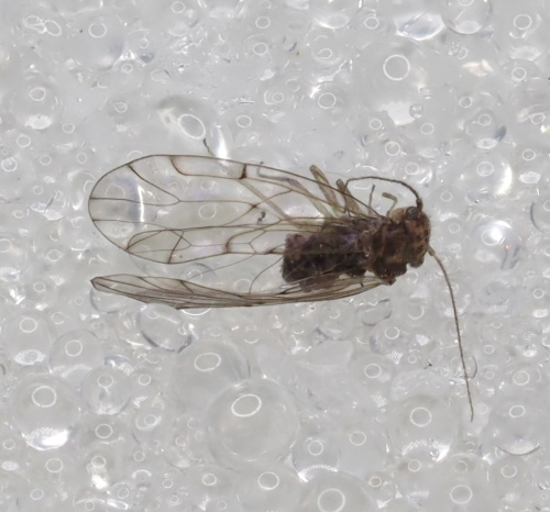  Ectopsocus briggsi agg. (briggsi/petersi/meridionalis)