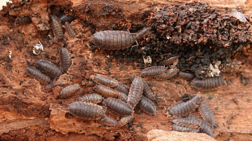 Common Rough Woodlouse Porcellio scaber