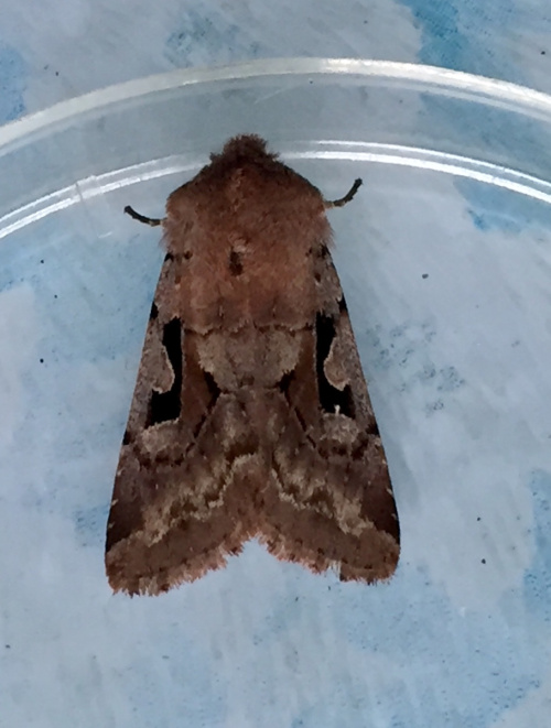 Hebrew Character Orthosia gothica
