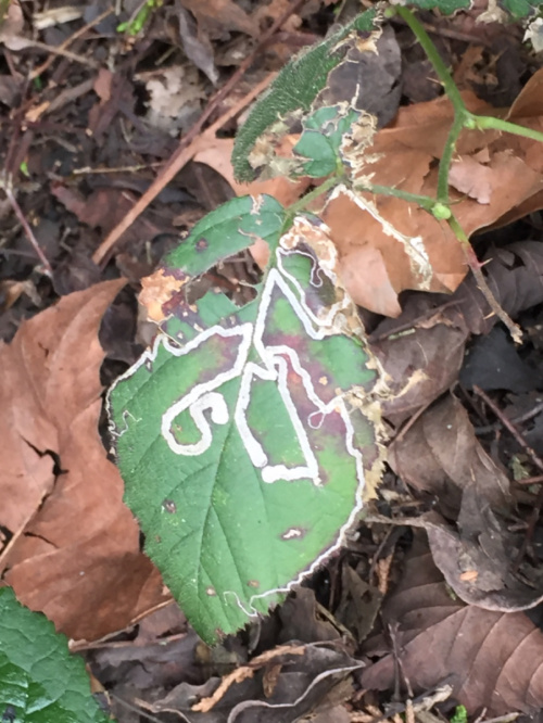 Golden Pigmy Stigmella aurella