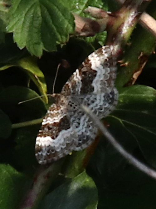 Common Carpet Epirrhoe alternata