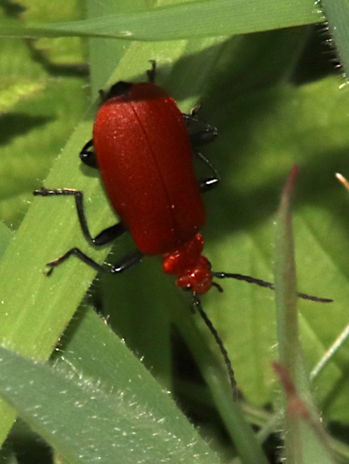 Cardinal Beetle Pyrochroa serraticornis