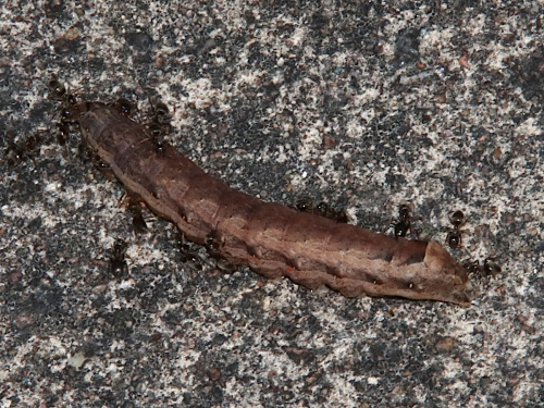 Lesser Yellow Underwing Noctua comes