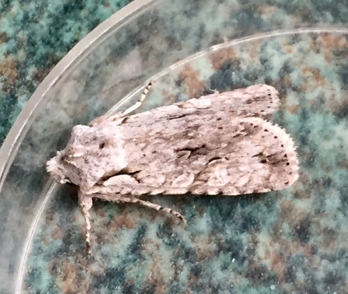 Grey Shoulder-knot Lithophane ornitopus