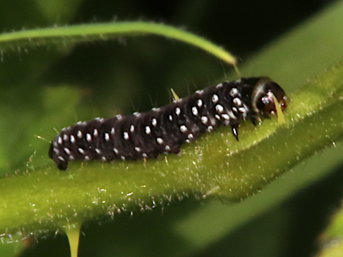 Timothy Tortrix Zelotherses paleana