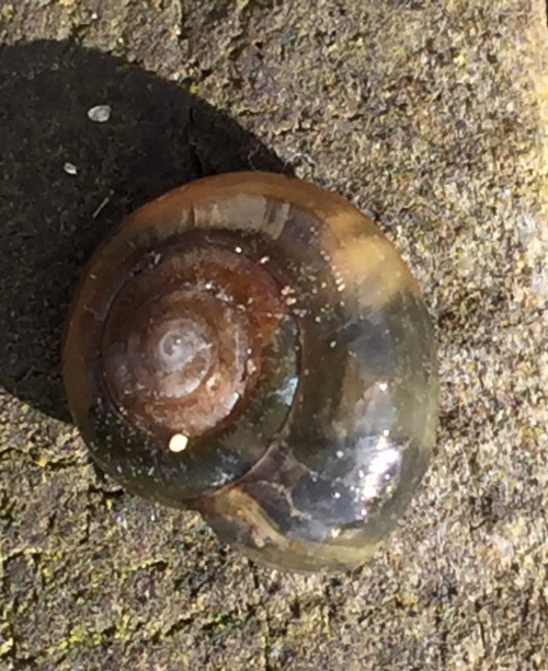 Smooth Glass Snail | NatureSpot