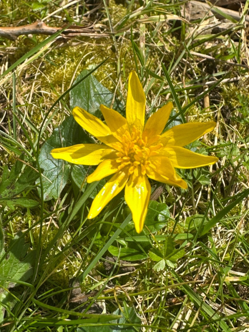 Lesser Celandine Ficaria verna