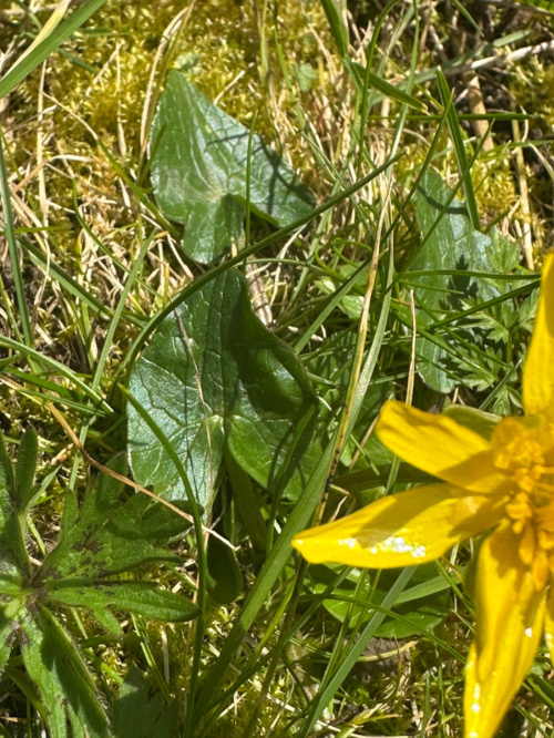 Lesser Celandine Ficaria verna