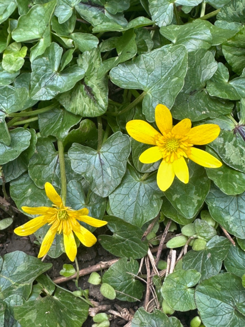 Lesser Celandine Ficaria verna