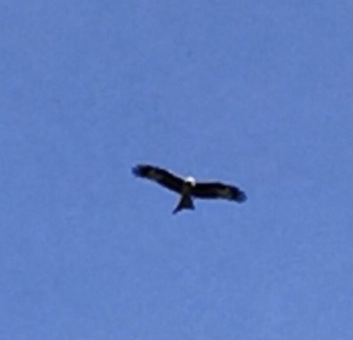 Red Kite Milvus milvus