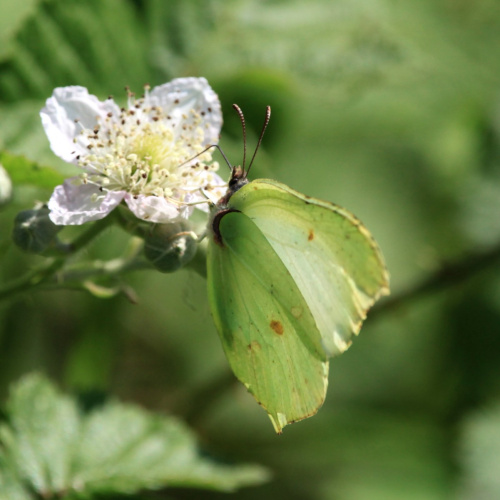 Brimstone Gonepteryx rhamni