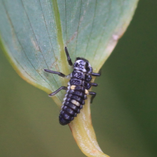 10 Spot Ladybird Adalia decempunctata