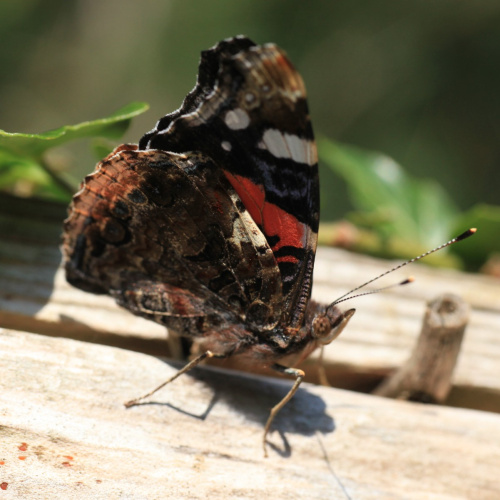 Red Admiral Vanessa atalanta