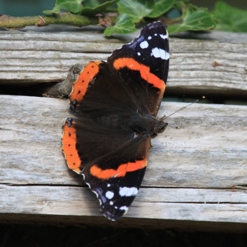 Red Admiral Vanessa atalanta
