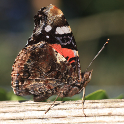 Red Admiral Vanessa atalanta