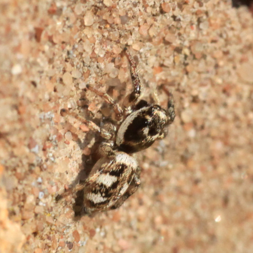  Salticus scenicus
