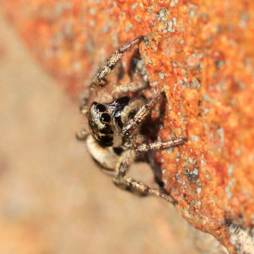  Salticus scenicus