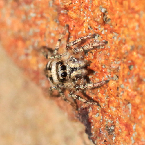  Salticus scenicus