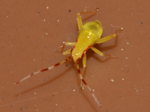  Campyloneura virgula