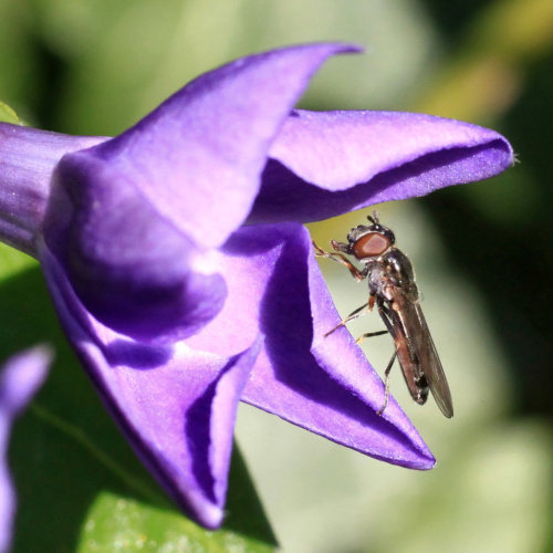 White-footed Hoverfly Platycheirus albimanus