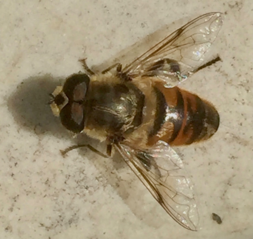 Common Drone Fly Eristalis tenax