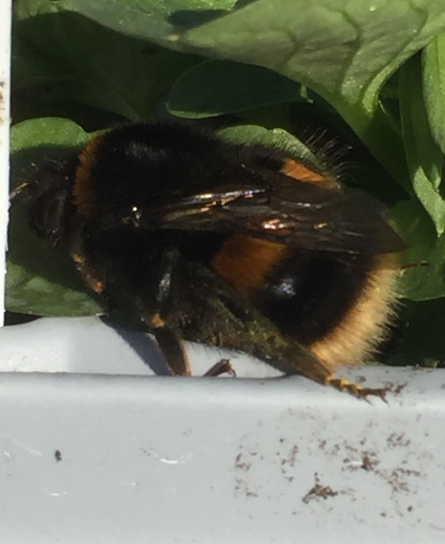 Buff-tailed Bumblebee Bombus terrestris