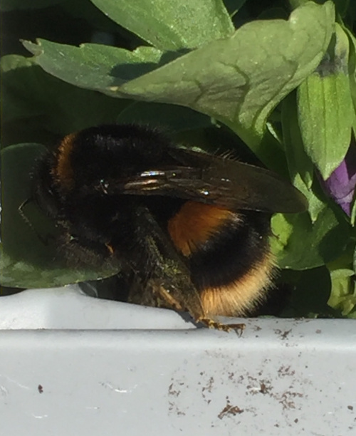 Buff-tailed Bumblebee Bombus terrestris