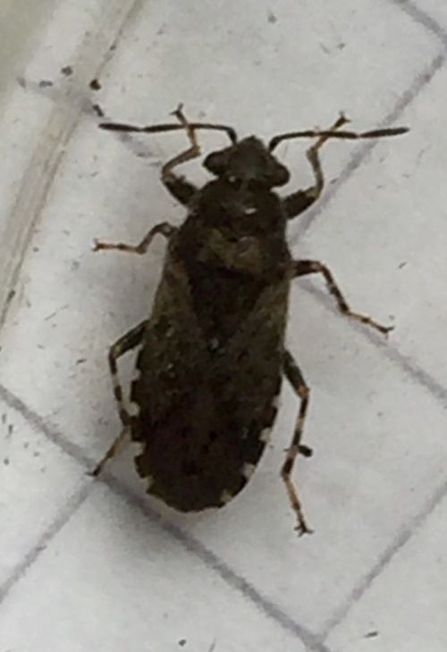 Nettle Groundbug Heterogaster urticae