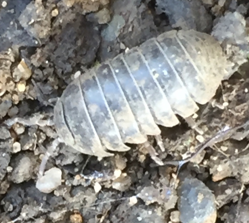 Pill Woodlouse Armadillidium vulgare