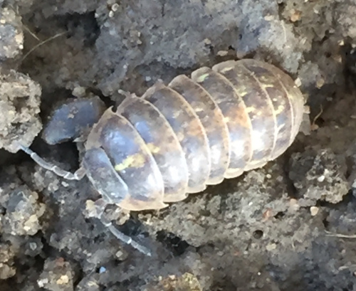 Pill Woodlouse Armadillidium vulgare
