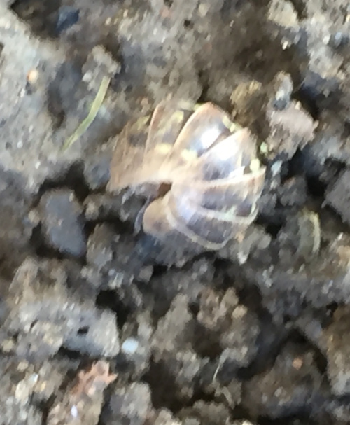 Pill Woodlouse Armadillidium vulgare