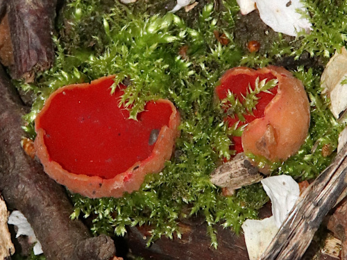 Scarlet/Ruby Elf-cup Sarcoscypha