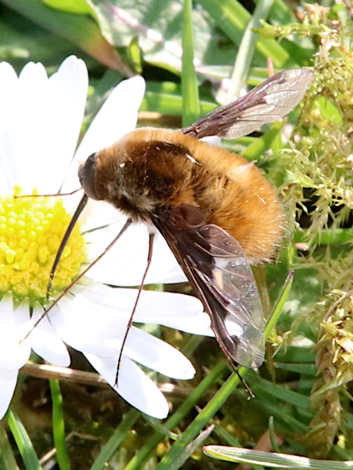 Bee Fly Bombylius major
