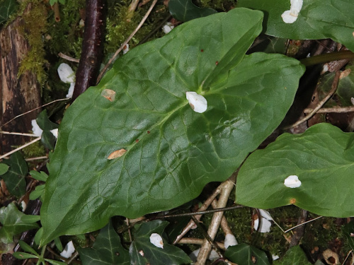 Lords-and-Ladies Arum maculatum