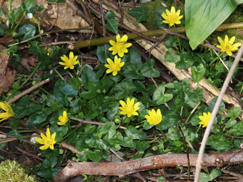 Lesser Celandine Ficaria verna