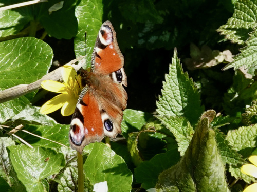 Peacock Aglais io