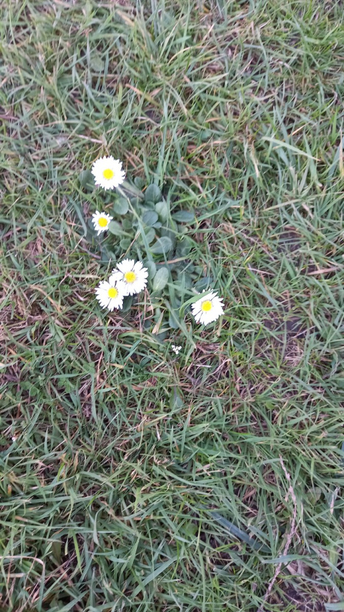 Daisy Bellis perennis