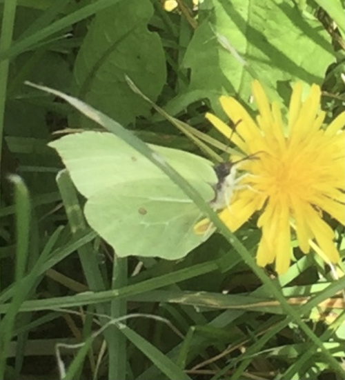Brimstone Gonepteryx rhamni