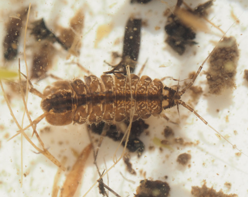 Water Hog-louse Asellus aquaticus