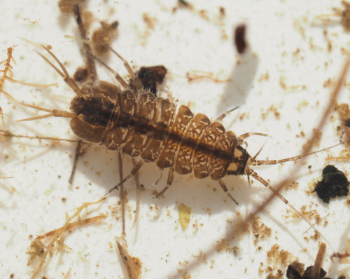 Water Hog-louse Asellus aquaticus
