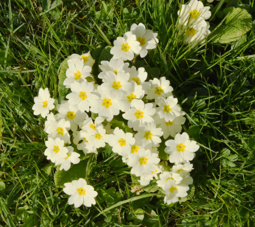 PrimRose様 リクエスト Z/X（ゼクス）公式アカウント on X