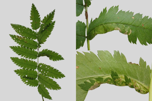 Photo of the association